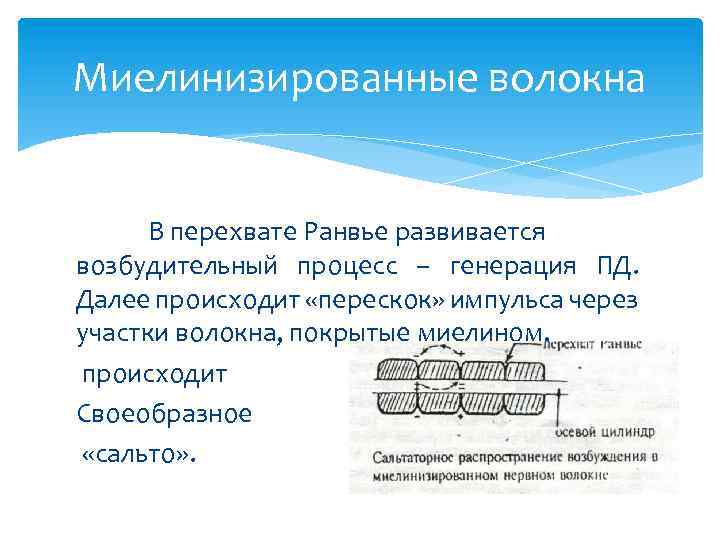 Миелинизированные волокна В перехвате Ранвье развивается возбудительный процесс – генерация ПД. Далее происходит «перескок»