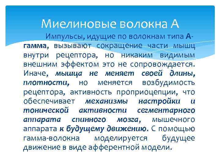 Миелиновые волокна А Импульсы, идущие по волокнам типа Агамма, вызывают сокращение части мышц внутри