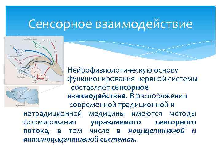 Сенсорное взаимодействие Нейрофизиологическую основу функционирования нервной системы составляет сенсорное взаимодействие. В распоряжении современной традиционной