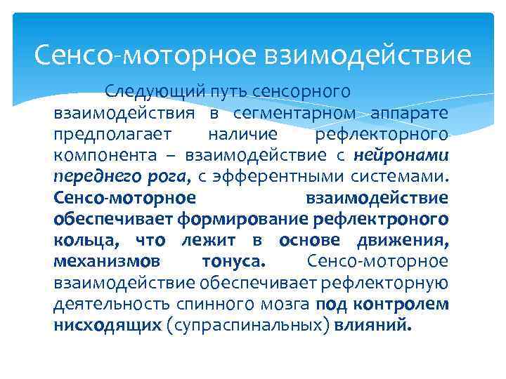 Сенсо моторное взимодействие Следующий путь сенсорного взаимодействия в сегментарном аппарате предполагает наличие рефлекторного компонента