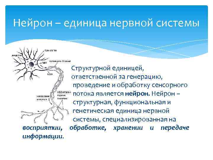 Нейрон – единица нервной системы Структурной единицей, ответственной за генерацию, проведение и обработку сенсорного