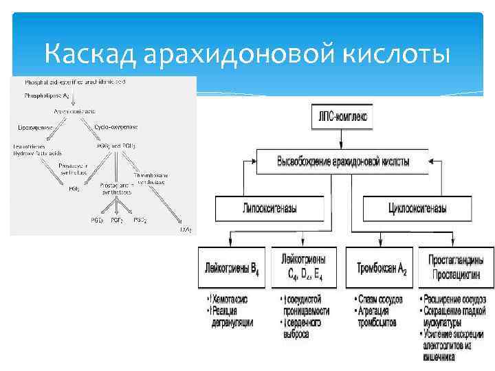 Каскад арахидоновой кислоты 