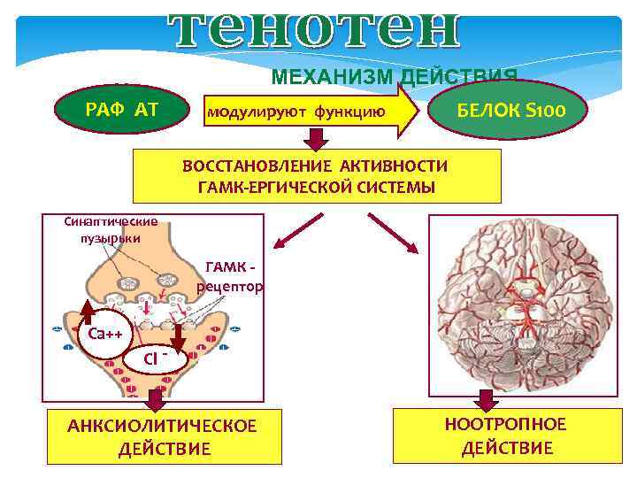 МЕХАНИЗМ ДЕЙСТВИЯ РАФ АТ БЕЛОК модулируют функцию S 100 ВОССТАНОВЛЕНИЕ АКТИВНОСТИ ГАМК-ЕРГИЧЕСКОЙ СИСТЕМЫ Синаптические