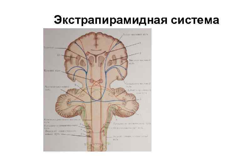 Экстрапирамидная система 