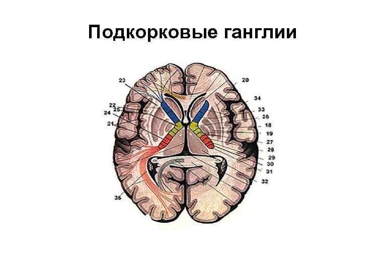 Подкорковые ганглии 