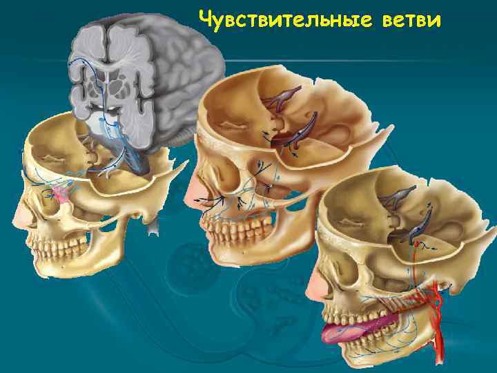 Чувствительные ветви 