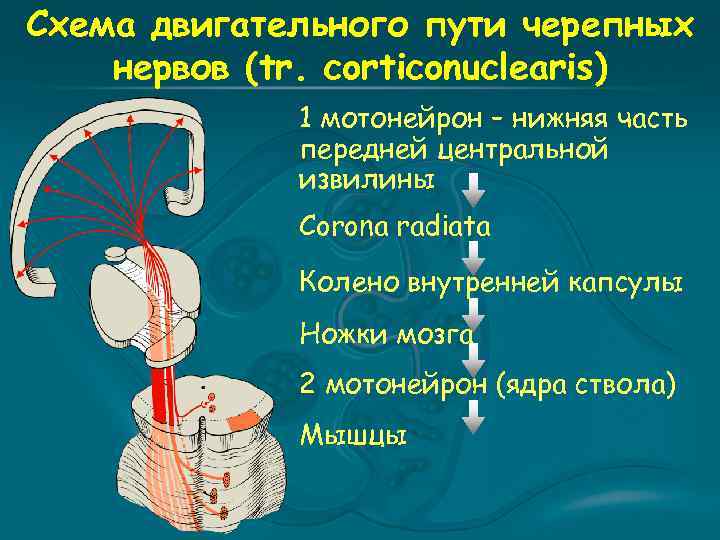 Схема двигательного пути черепных нервов (tr. corticonuclearis) 1 мотонейрон – нижняя часть передней центральной