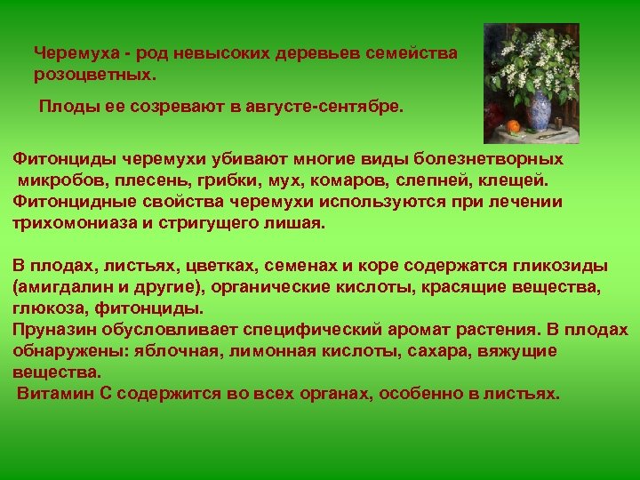 Черемуха - род невысоких деревьев семейства розоцветных. Плоды ее созревают в августе-сентябре. Фитонциды черемухи