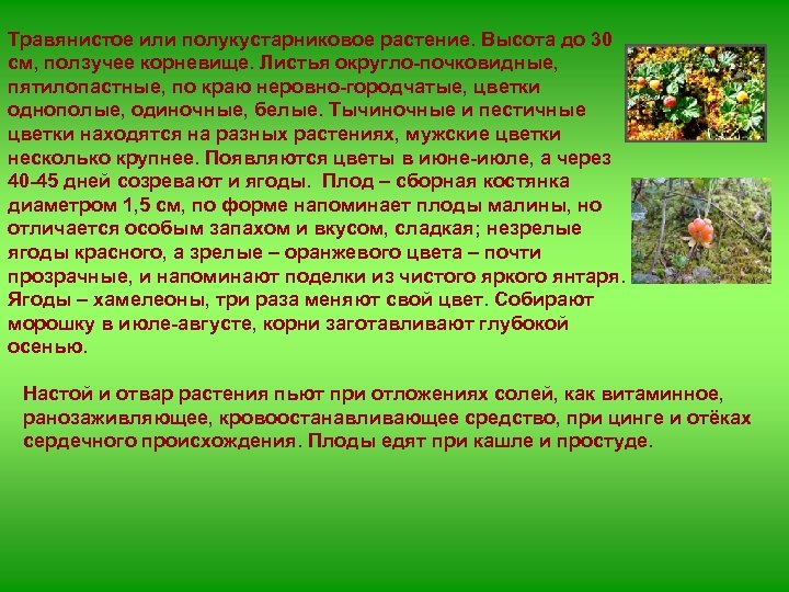 Травянистое или полукустарниковое растение. Высота до 30 см, ползучее корневище. Листья округло-почковидные, пятилопастные, по