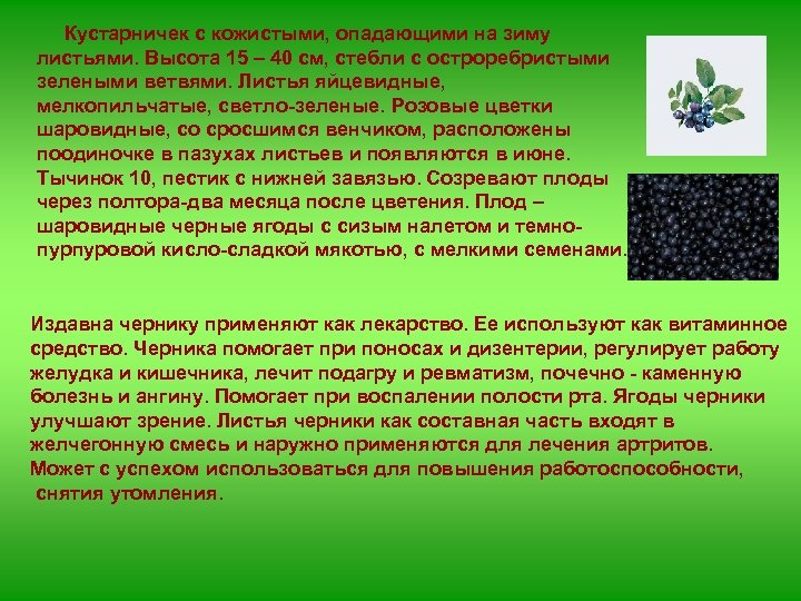  Кустарничек с кожистыми, опадающими на зиму листьями. Высота 15 – 40 см, стебли