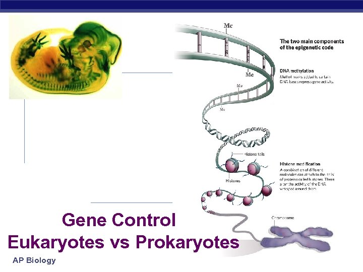 Gene Control Eukaryotes vs Prokaryotes AP Biology 