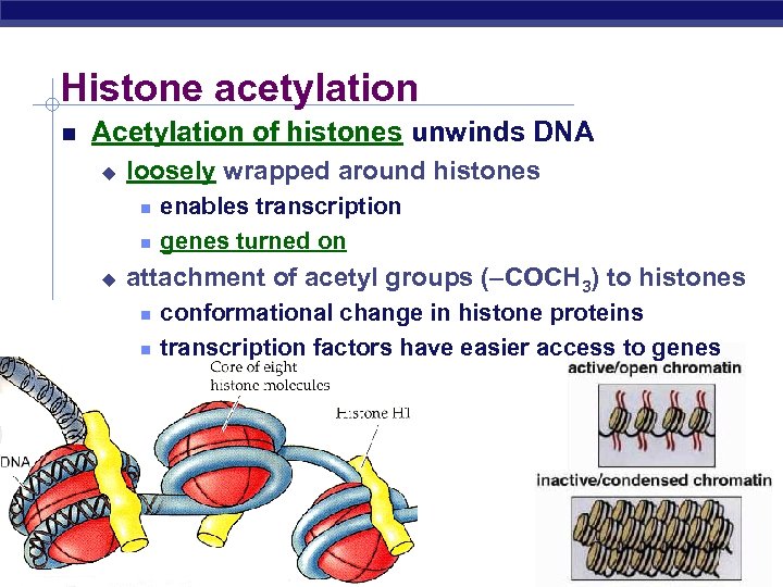Histone acetylation Acetylation of histones unwinds DNA u loosely wrapped around histones u attachment