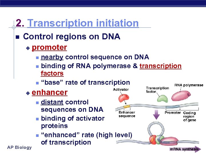 2. Transcription initiation Control regions on DNA u promoter nearby control sequence on DNA