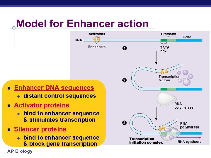 Model for Enhancer action Enhancer DNA sequences u Activator proteins u distant control sequences