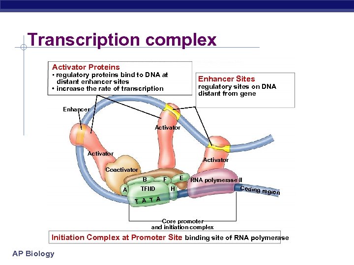 Transcription complex Activator Proteins • regulatory proteins bind to DNA at Enhancer Sites distant