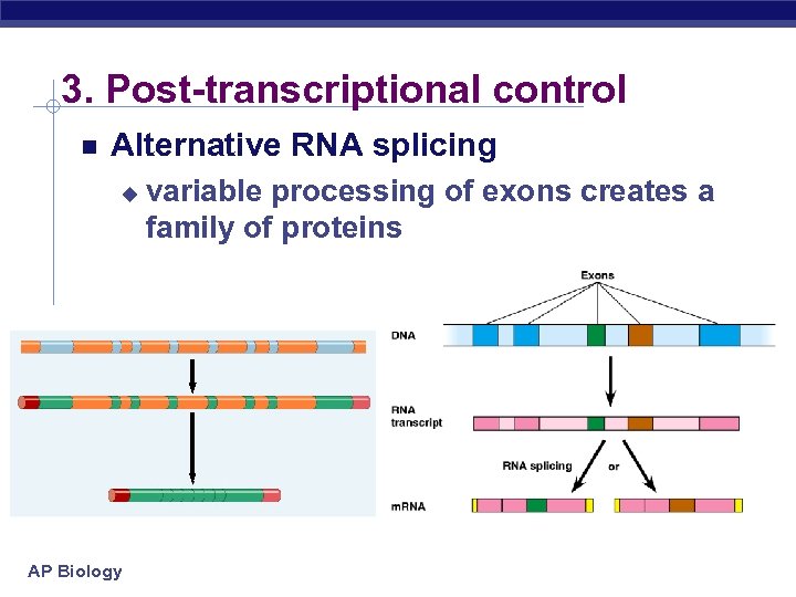 3. Post-transcriptional control Alternative RNA splicing u AP Biology variable processing of exons creates