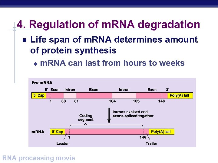 4. Regulation of m. RNA degradation Life span of m. RNA determines amount of