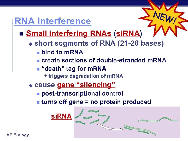 RNA interference NEW Small interfering RNAs (si. RNA) u short segments of RNA (21