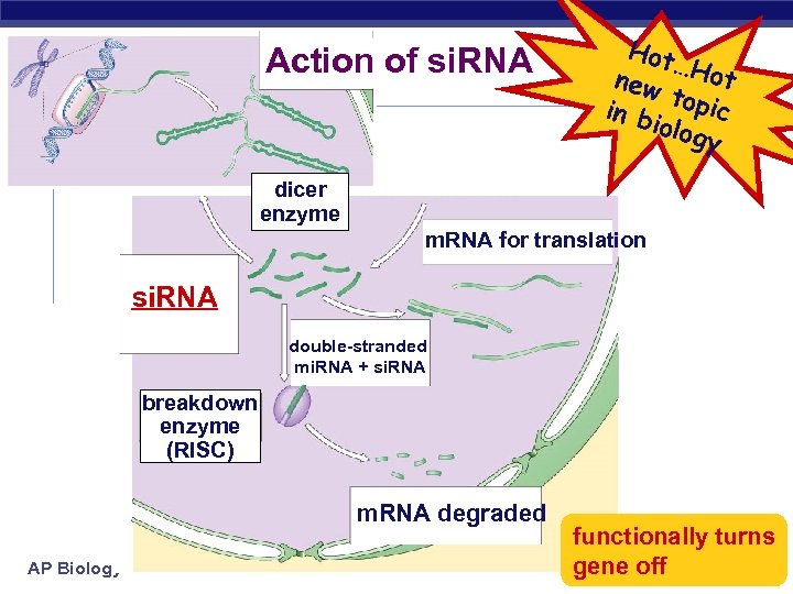 Action of si. RNA Hot … new Hot t in b opic iolog y