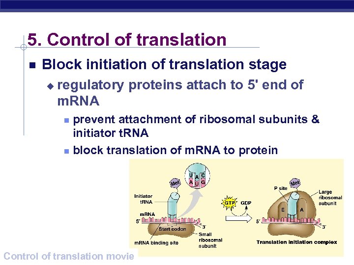 5. Control of translation Block initiation of translation stage u regulatory proteins attach to