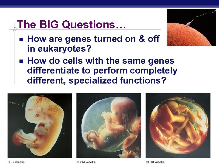 The BIG Questions… How are genes turned on & off in eukaryotes? How do