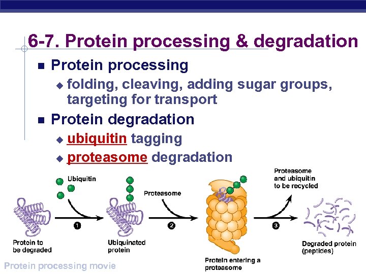 6 -7. Protein processing & degradation Protein processing u folding, cleaving, adding sugar groups,