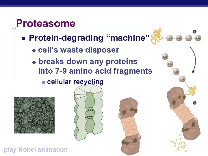Proteasome Protein-degrading “machine” cell’s waste disposer u breaks down any proteins into 7 -9