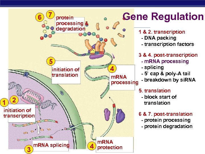 6 7 Gene Regulation protein processing & degradation 1 & 2. transcription - DNA