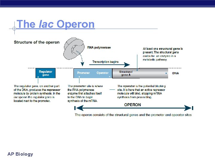 The lac Operon AP Biology 