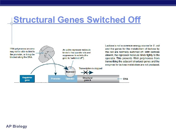 Structural Genes Switched Off AP Biology 