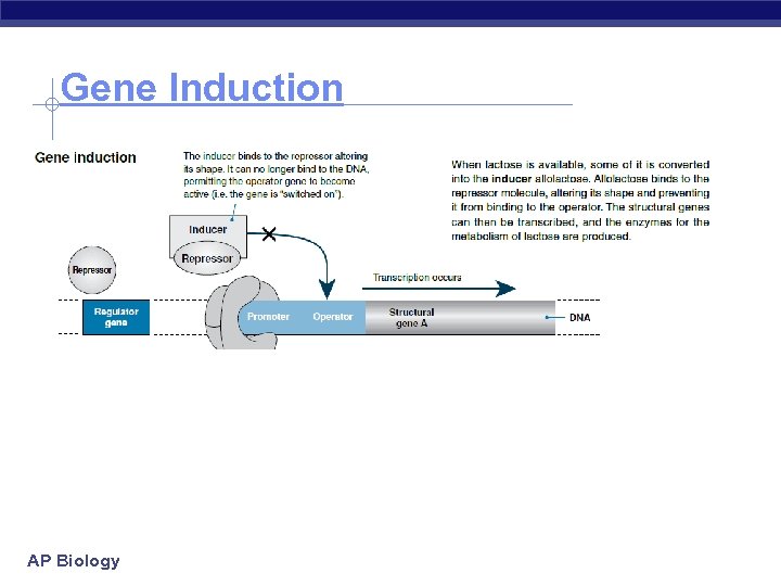 Gene Induction AP Biology 