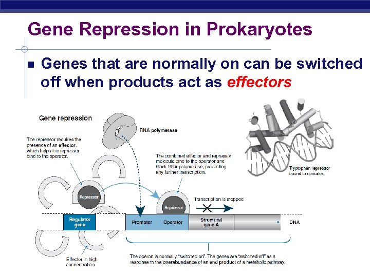 Gene Repression in Prokaryotes Genes that are normally on can be switched off when