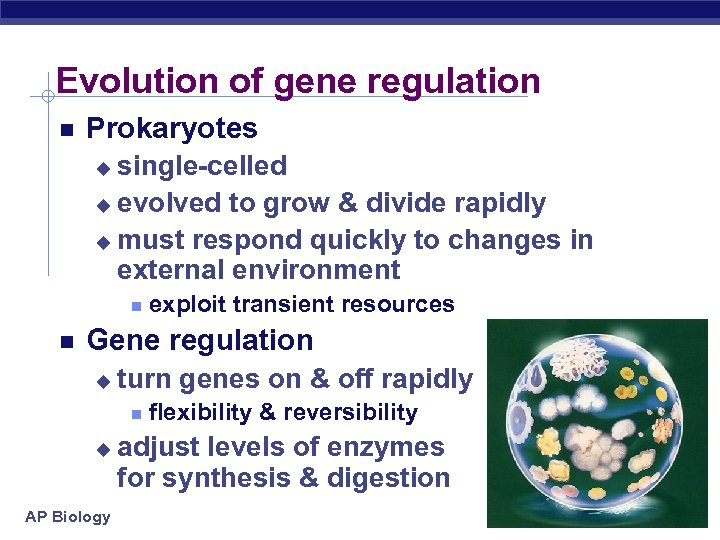 Evolution of gene regulation Prokaryotes single-celled u evolved to grow & divide rapidly u
