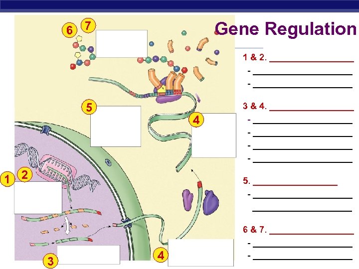 6 Gene Regulation 7 1 & 2. _________________ - ____________ 5 4 1 2