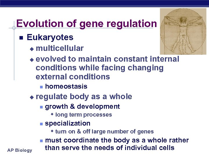 Evolution of gene regulation Eukaryotes multicellular u evolved to maintain constant internal conditions while