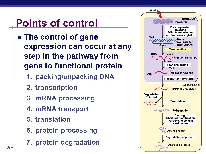 Points of control The control of gene expression can occur at any step in