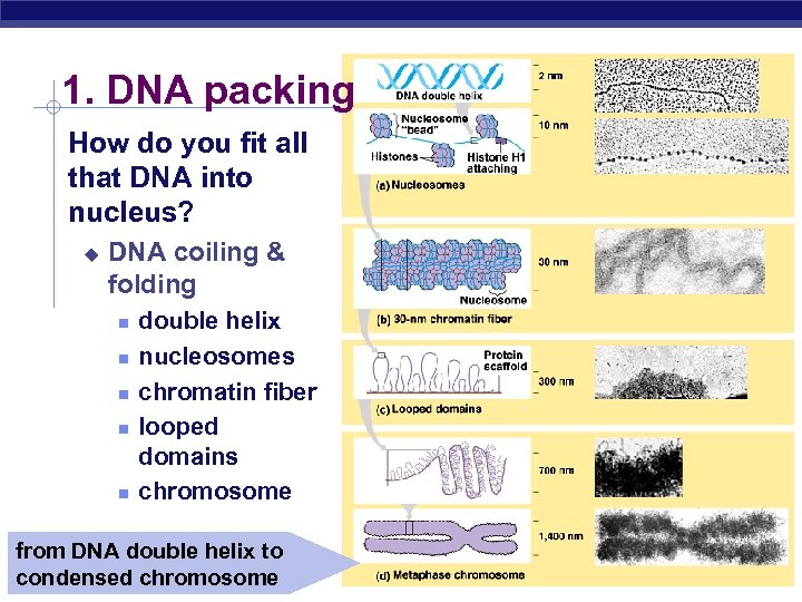 1. DNA packing How do you fit all that DNA into nucleus? u DNA