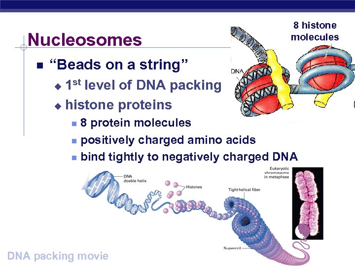 Nucleosomes 8 histone molecules “Beads on a string” 1 st level of DNA packing