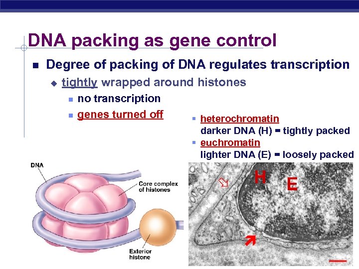 DNA packing as gene control Degree of packing of DNA regulates transcription u tightly