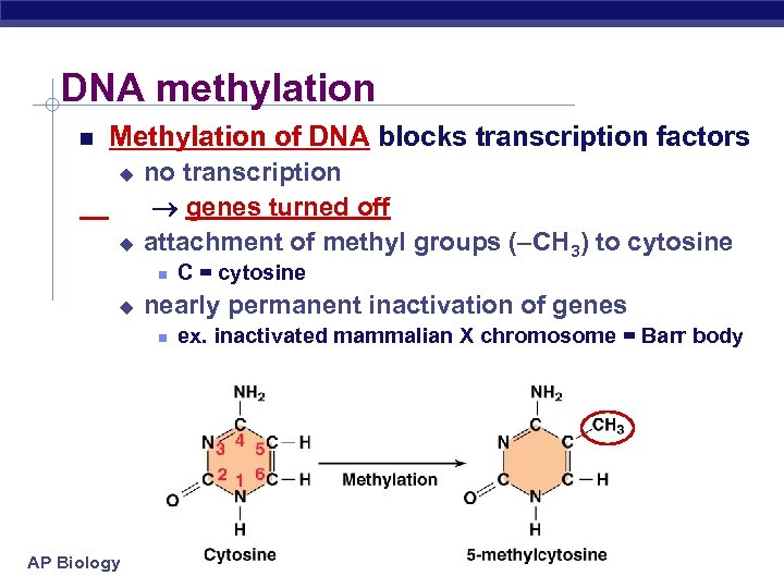 DNA methylation Methylation of DNA blocks transcription factors no transcription genes turned off u