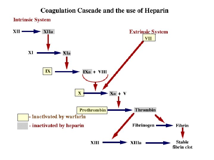 - inactivated by warfarin 