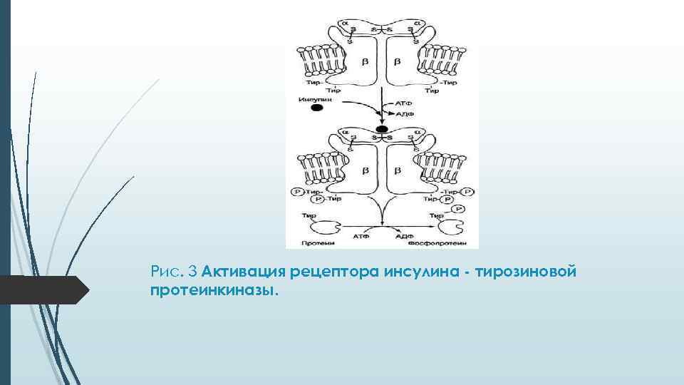 Схема рецептора инсулина