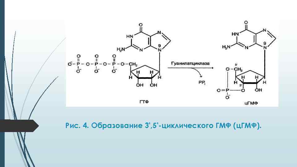 Рис. 4. Образование 3', 5'-циклического ГМФ (ц. ГМФ). 