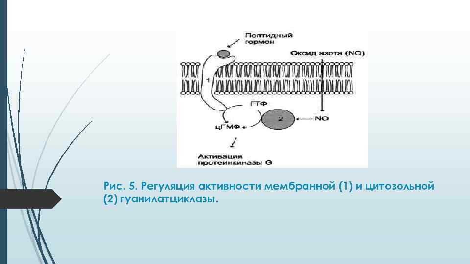 Рис. 5. Регуляция активности мембранной (1) и цитозольной (2) гуанилатциклазы. 