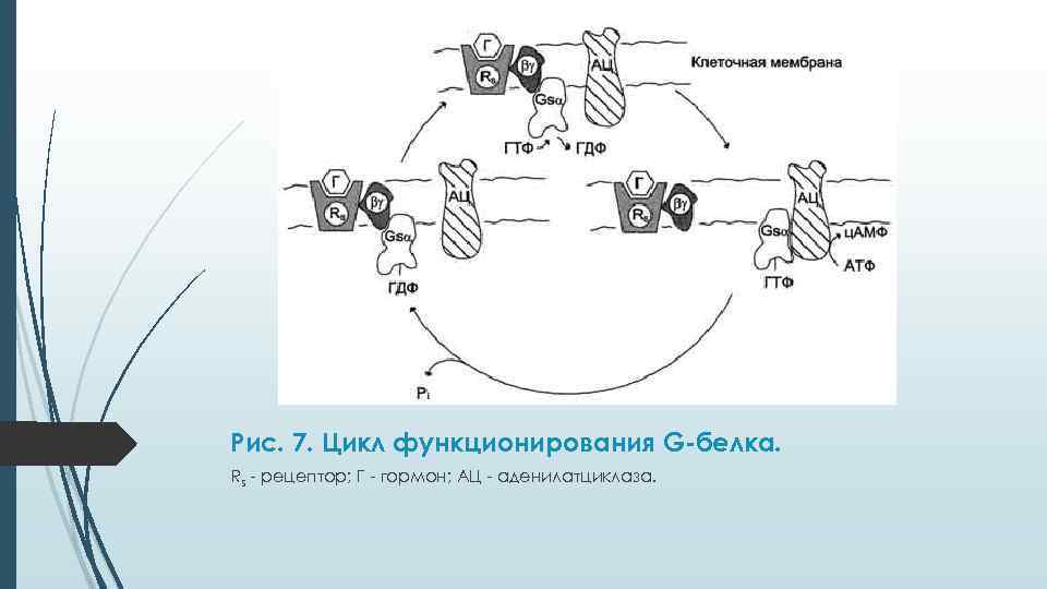 Рис. 7. Цикл функционирования G-белка. Rs - рецептор; Г - гормон; АЦ - аденилатциклаза.