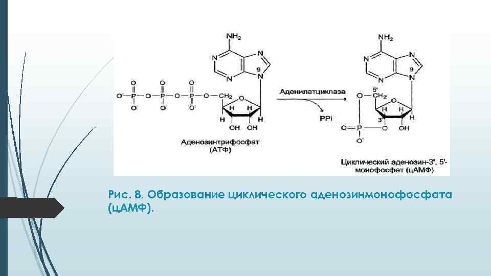 Схема образования аденозина