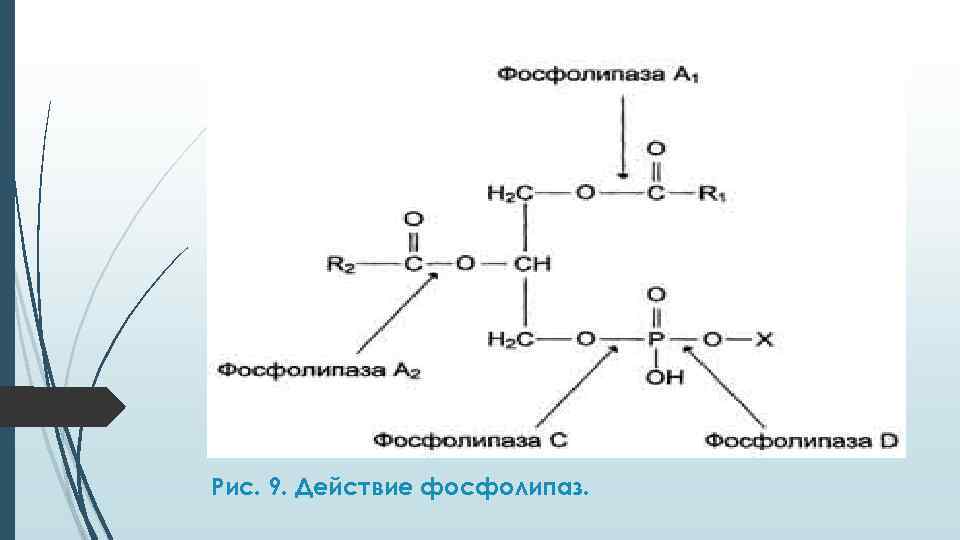 Рис. 9. Действие фосфолипаз. 