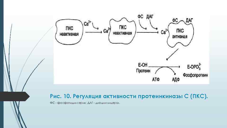 Рис. 10. Регуляция активности протеинкиназы С (ПКС). ФС - фосфатидилсерин; ДАГ - диацилглицерол. 