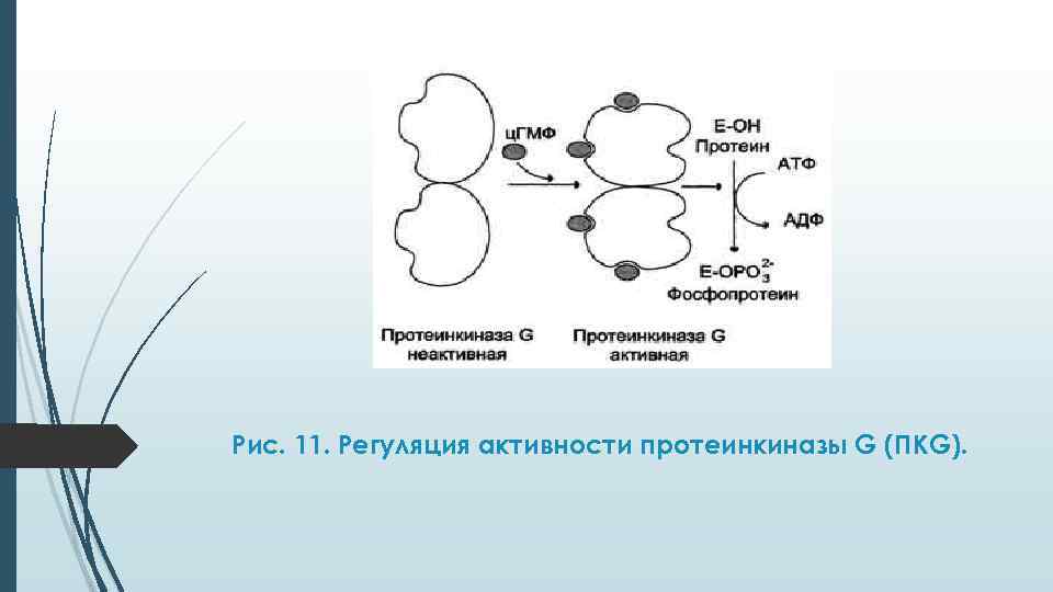 Рис. 11. Регуляция активности протеинкиназы G (ПКG). 