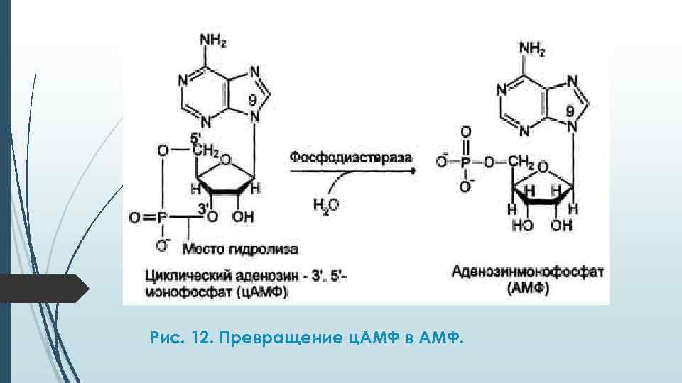 Рис. 12. Превращение ц. АМФ в АМФ. 